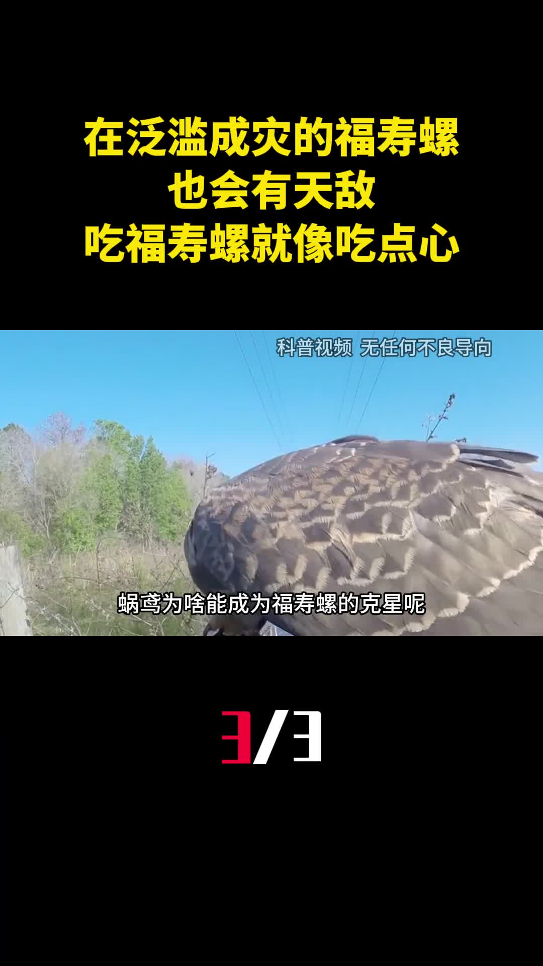 在我国泛滥成灾的福寿螺也会有天敌吃福寿螺就像吃点心3