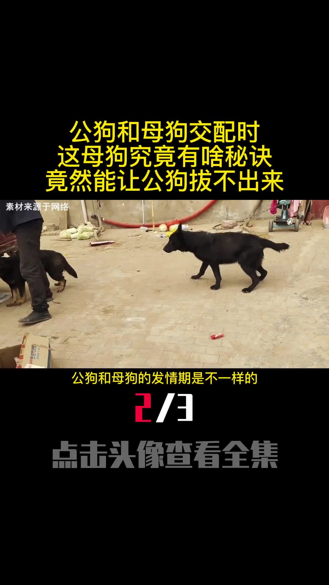 公狗和母狗交配时这母狗究竟有啥秘诀竟然能让公狗拔不出来2