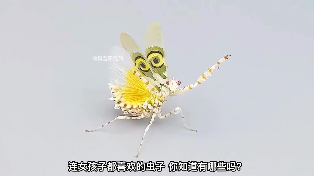 连女孩子都喜欢的昆虫你见过它们吗二