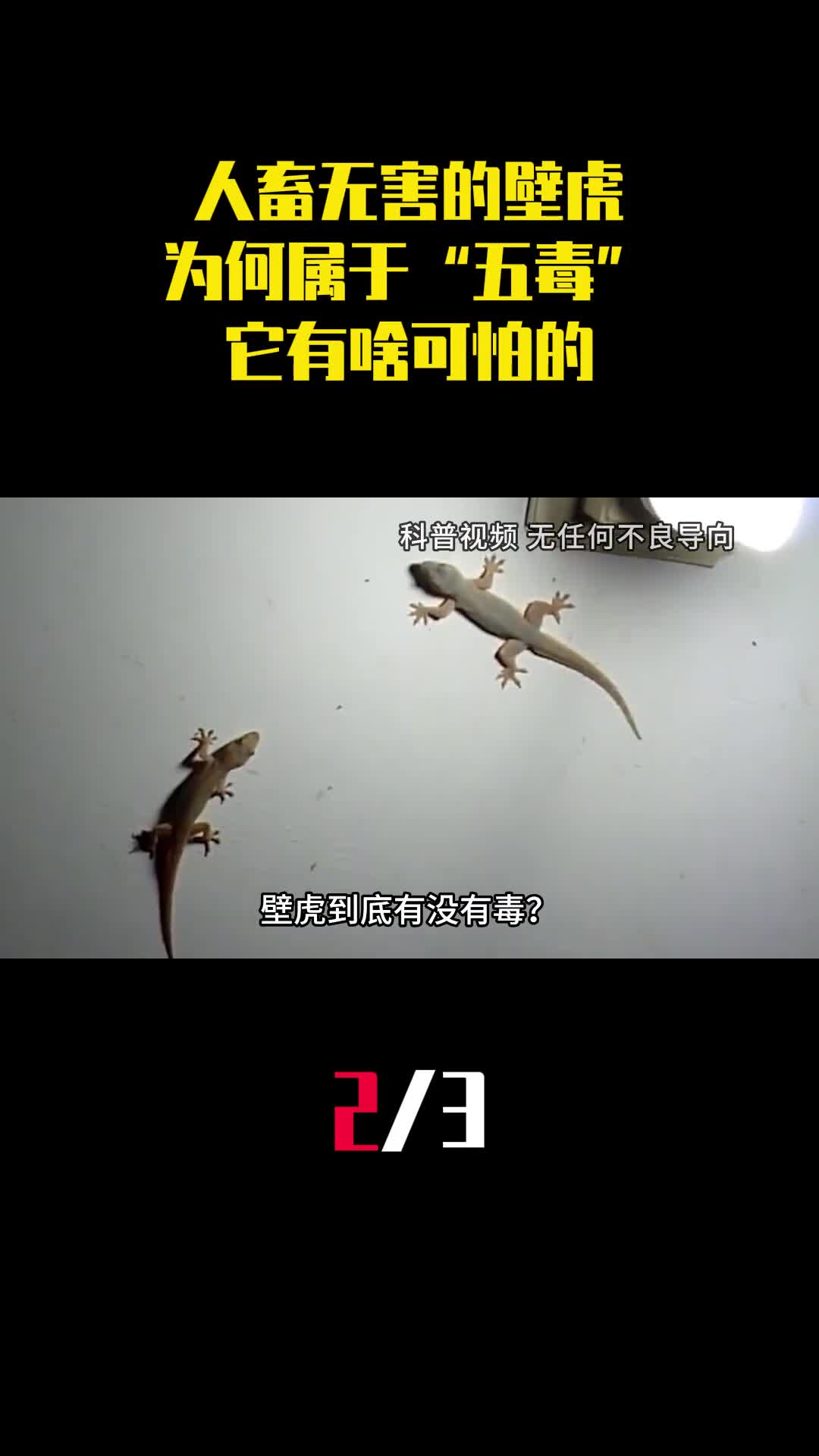 人畜无害的壁虎为何居于五毒之一它有啥可怕的2