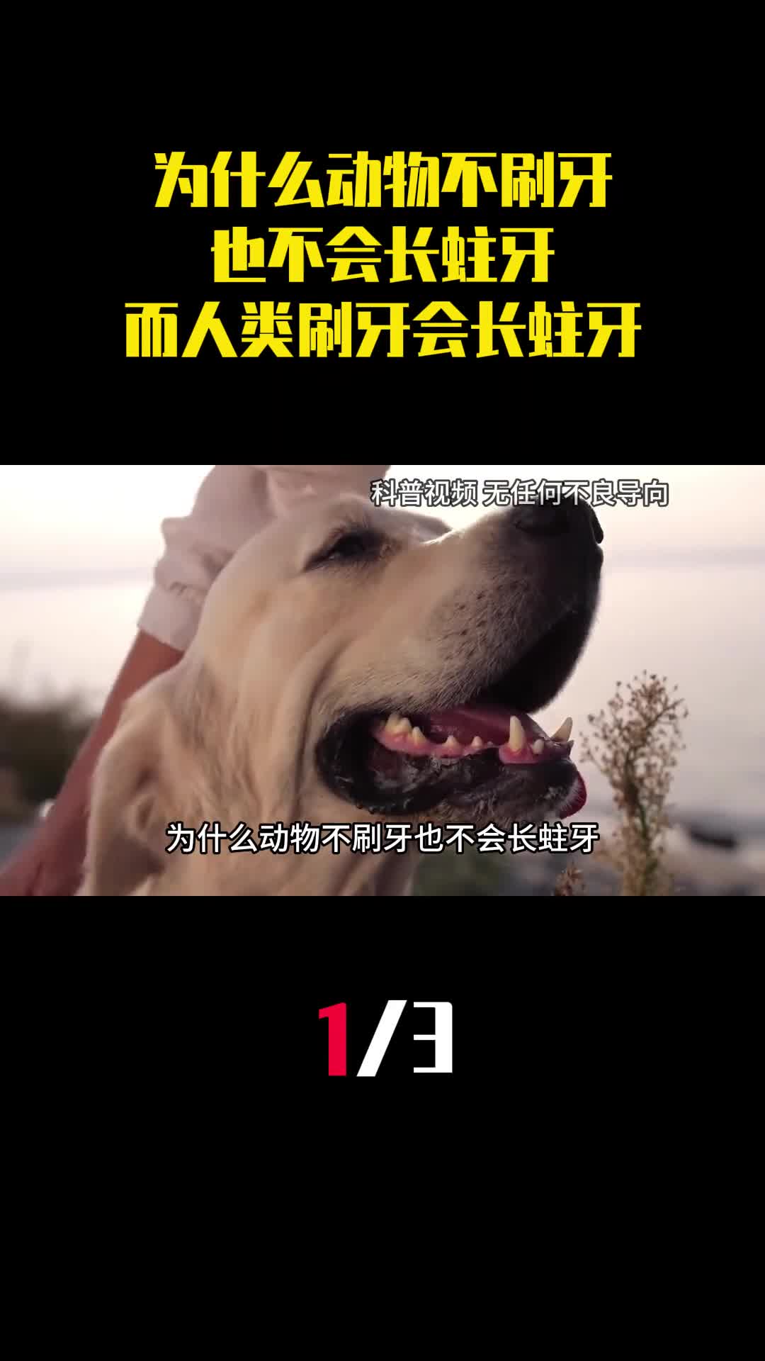 为什么动物不刷牙也不会长蛀牙而人类一直刷牙都会长蛀牙1