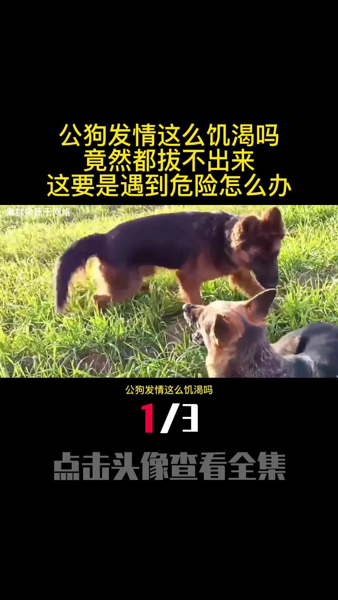 公狗发情这么饥渴吗竟然都拔不出来这要是遇到危险怎么办1