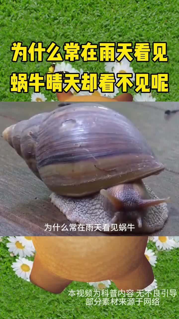 为什么常在雨天看见蜗牛晴天却看不见呢