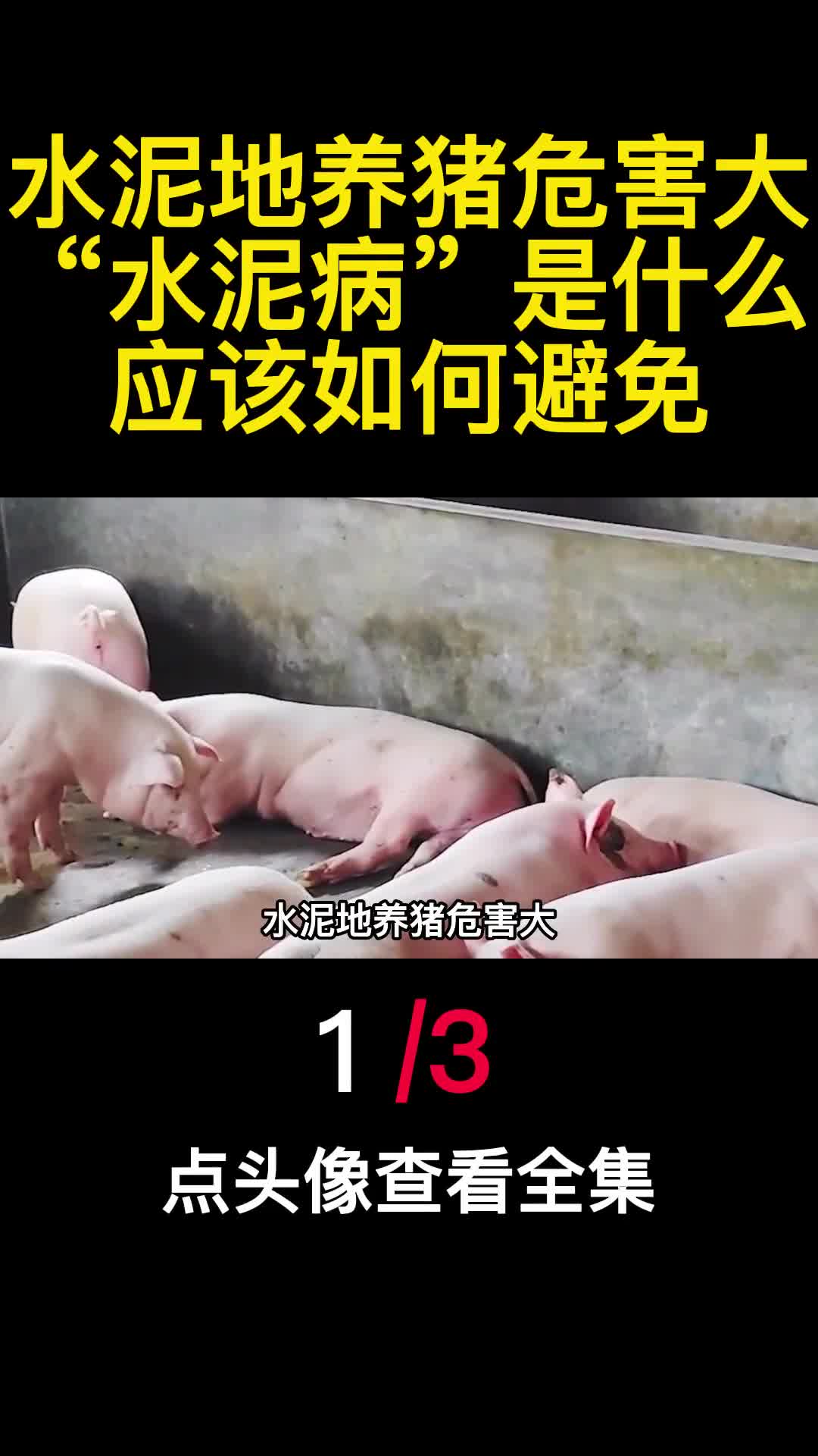 水泥地养猪危害大水泥病是什么应该如何避免1