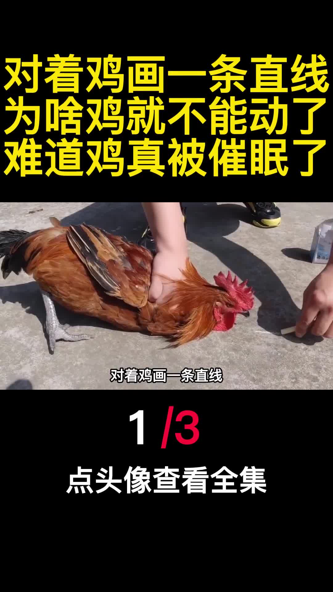 对着鸡画一条直线为啥鸡就不能动了难道鸡真被催眠了1