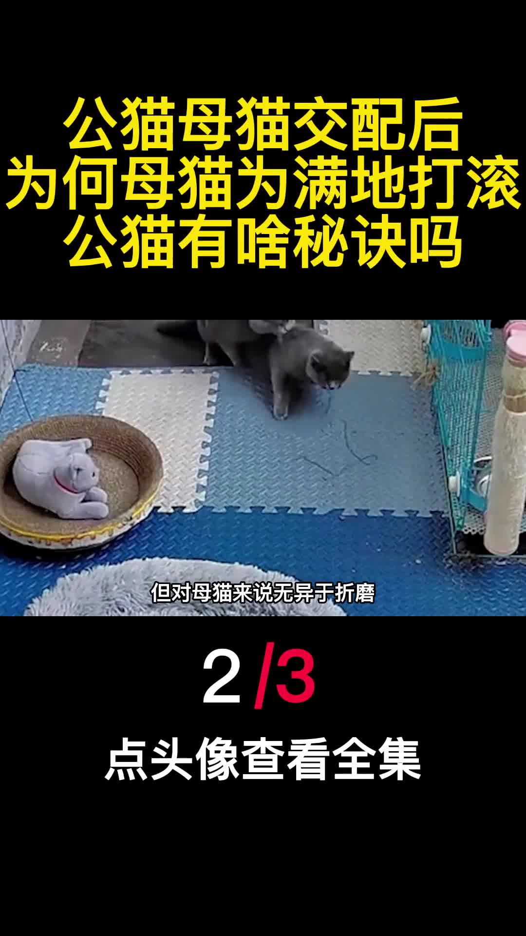 公猫母猫交配后为何母猫为满地打滚公猫有啥秘诀吗2