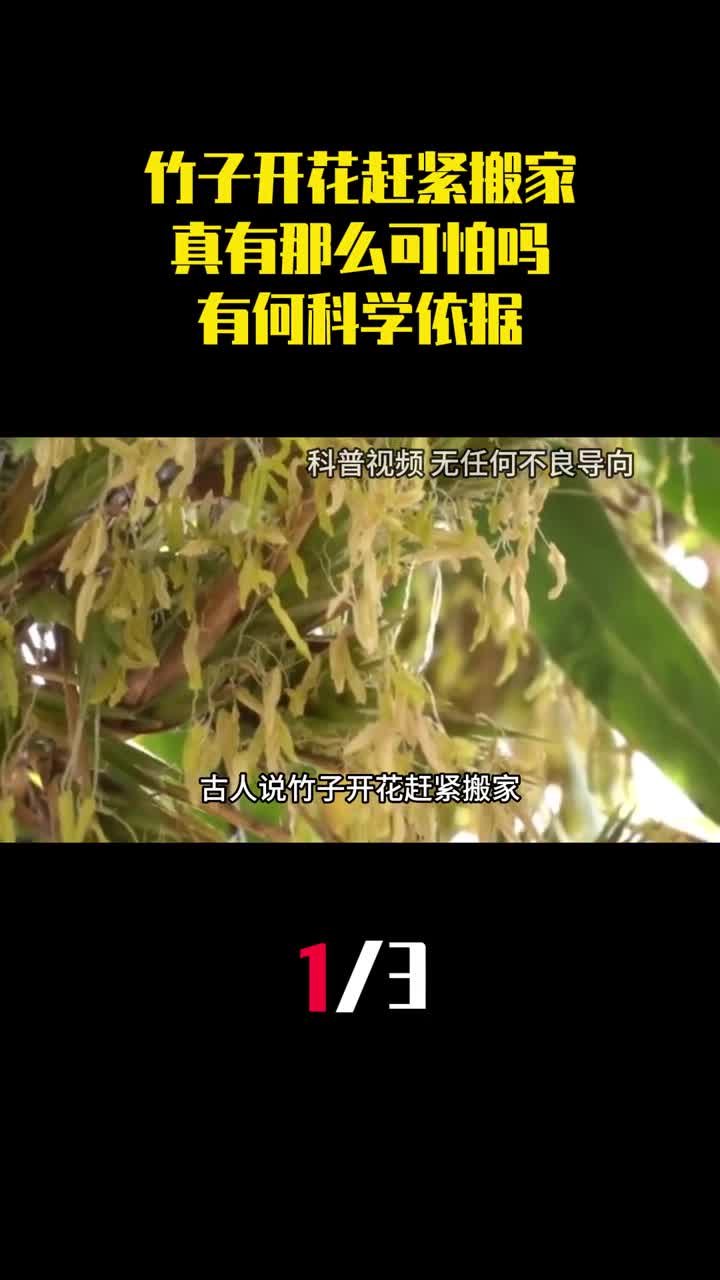 古人说竹子开花赶紧搬家真有那么可怕有何科学依据1