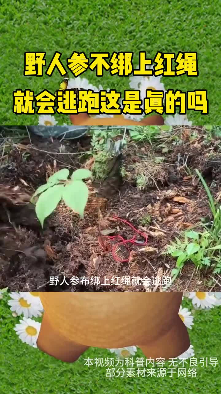 野人参不绑上红绳就会逃跑这是真的吗