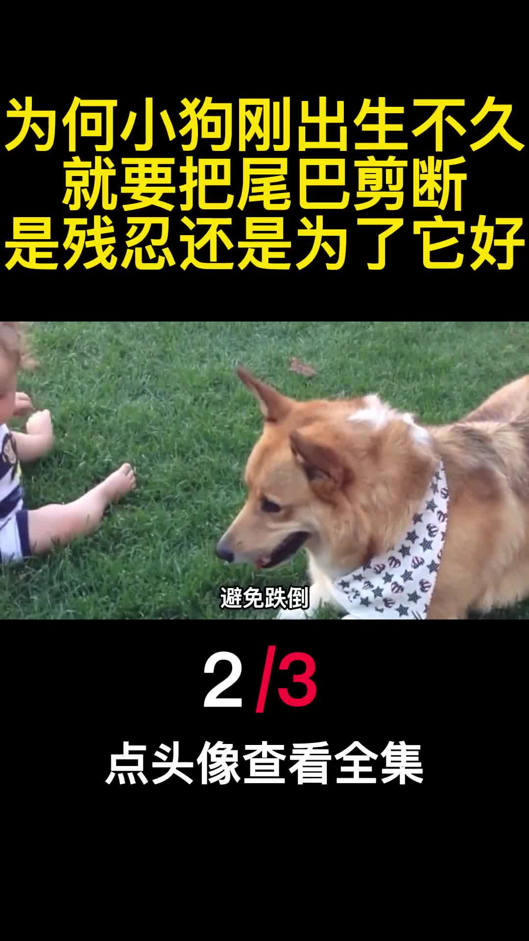 为何小狗刚出生不久就要把尾巴剪断是残忍还是为了它好2