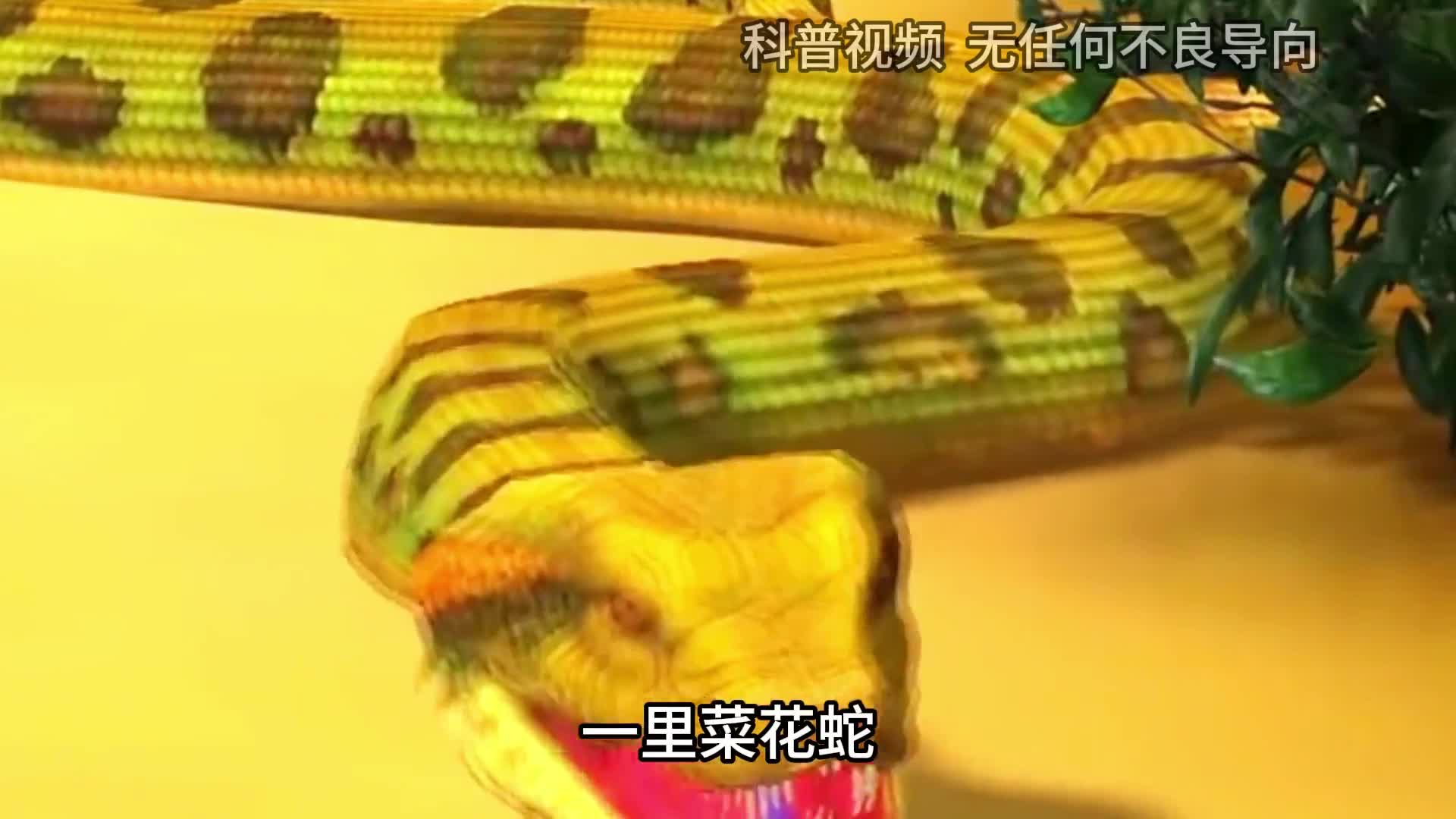 一里菜花蛇十里无毒蛇无毒的菜花蛇凭啥成为百蛇之王1