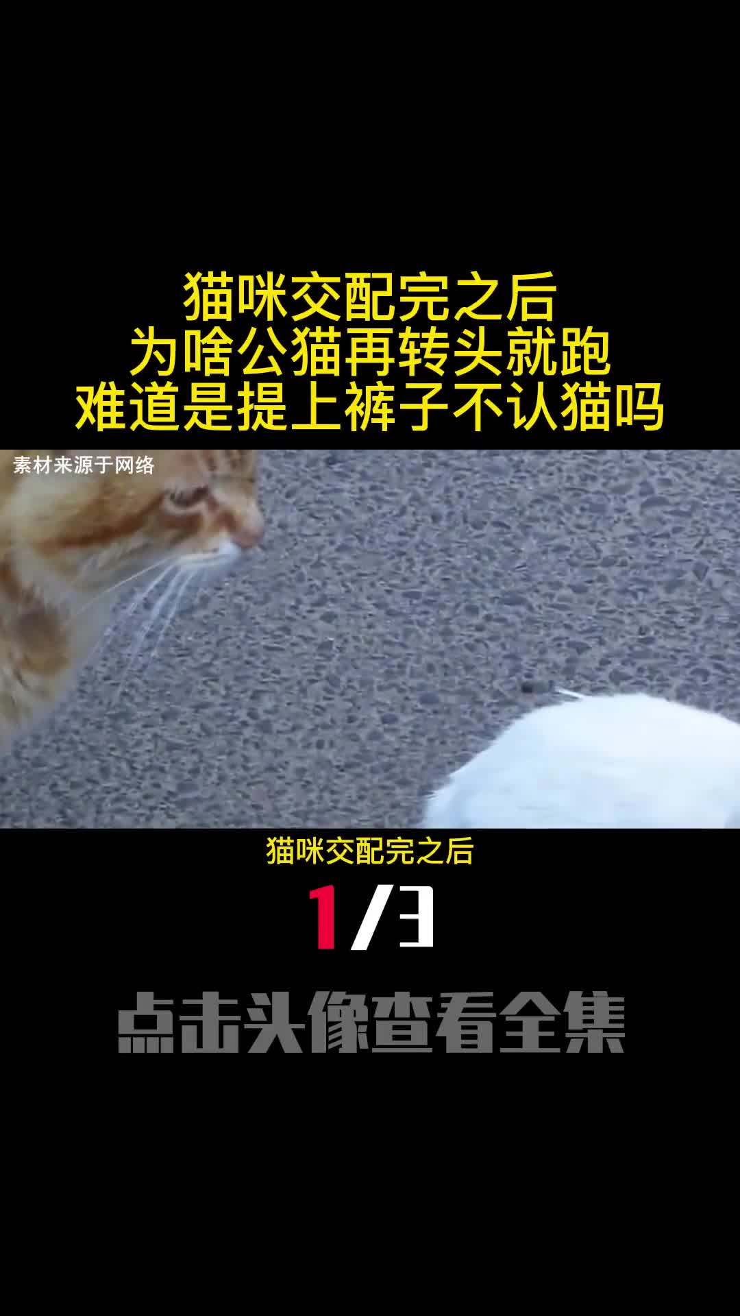 猫咪交配完之后为啥公猫再转头就跑难道是提上裤子不认猫吗1