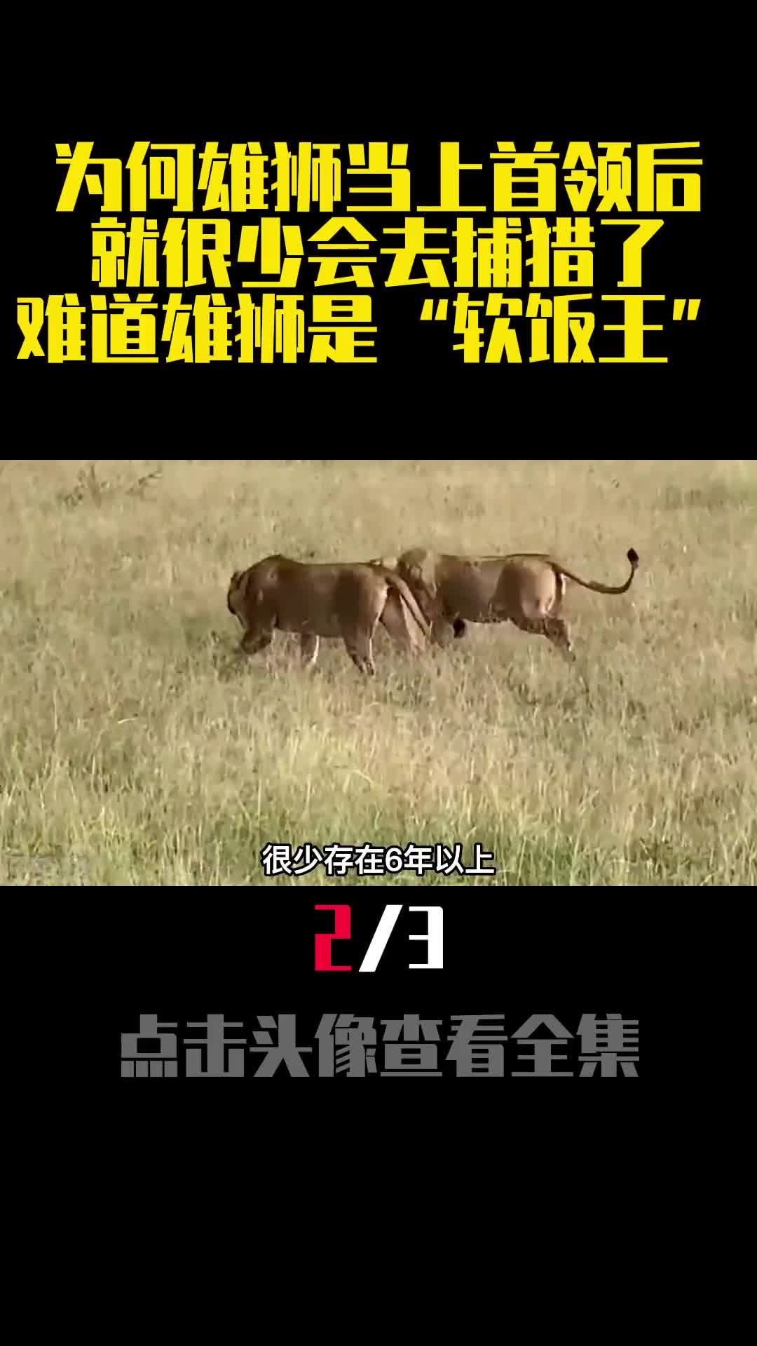 为何雄狮当上首领后就很少会去捕猎了难道雄狮是软饭王2