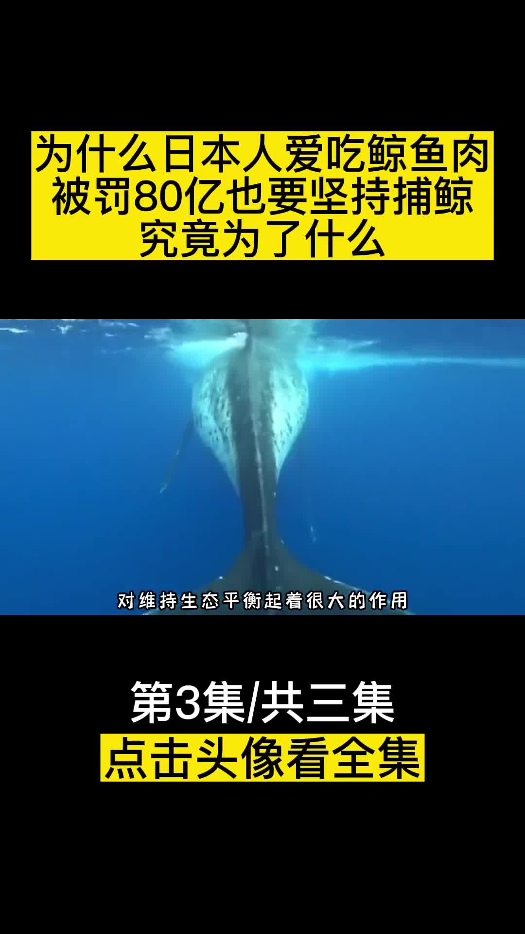 为什么日本人爱吃鲸鱼肉被罚80亿也要坚持捕鲸究竟为了什么