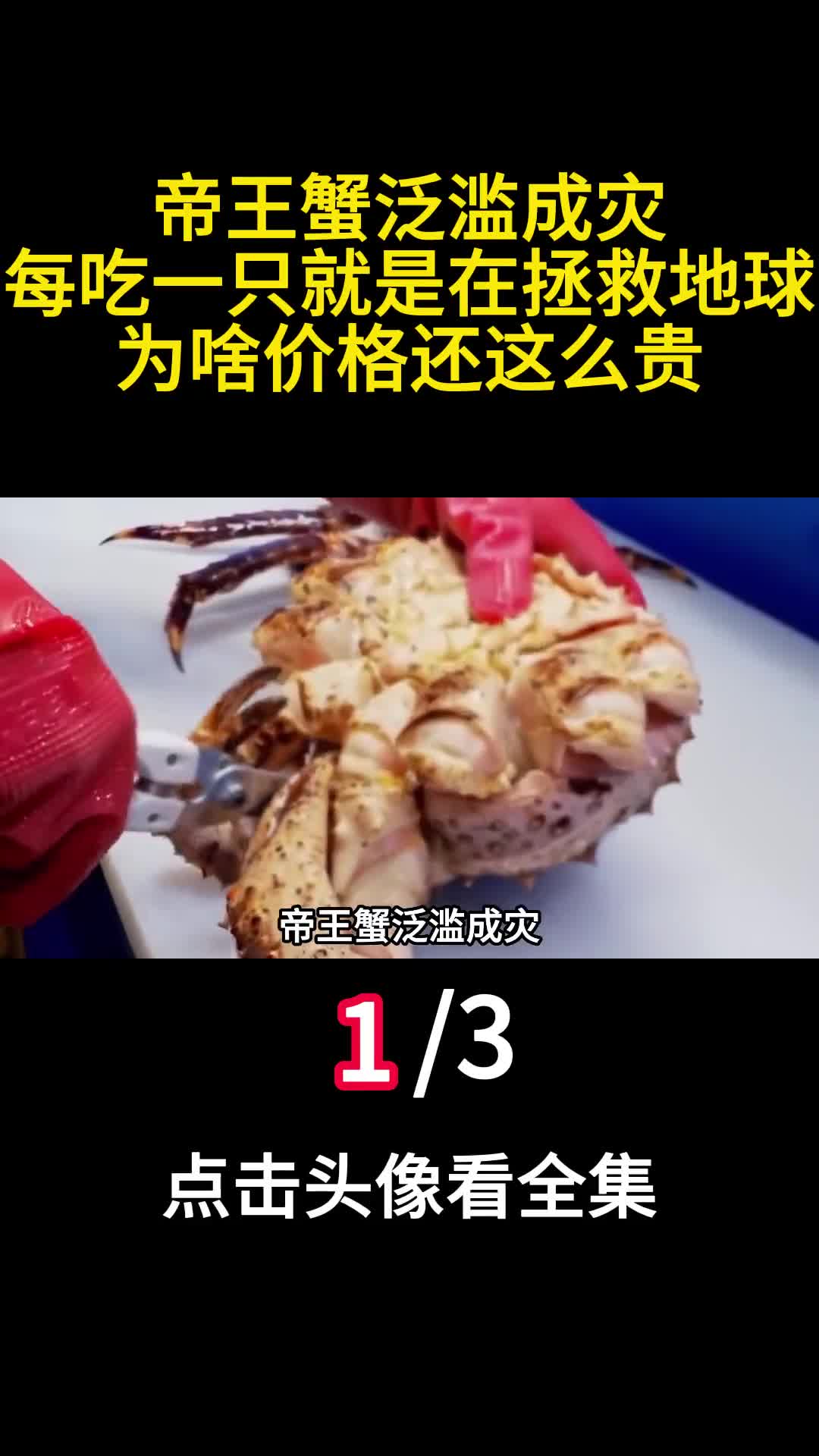 帝王蟹泛滥成灾每吃一只就是在拯救地球为啥价格还这么贵一