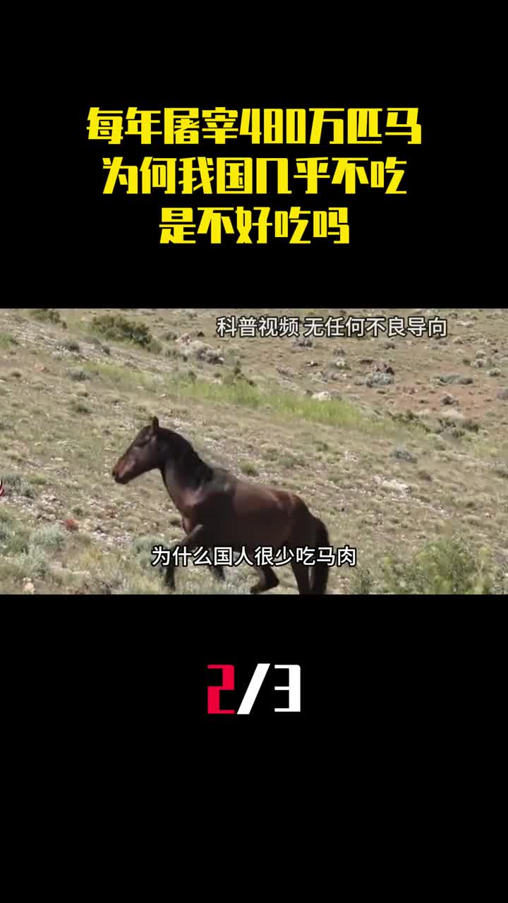 全球每年屠宰480万匹马为何我国几乎不吃马肉是不好吃吗2