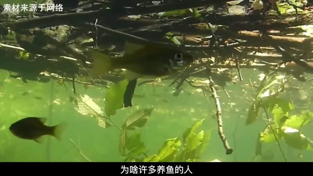 为啥许多养鱼的人要往自己的鱼塘扔树枝扔树枝到底有啥作用