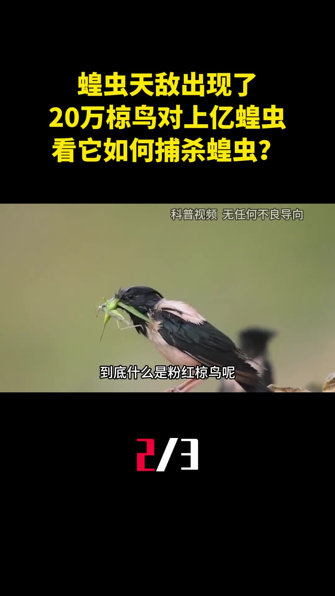 蝗虫天敌出现了20万椋鸟对战上亿只蝗虫看它如何捕杀蝗虫2
