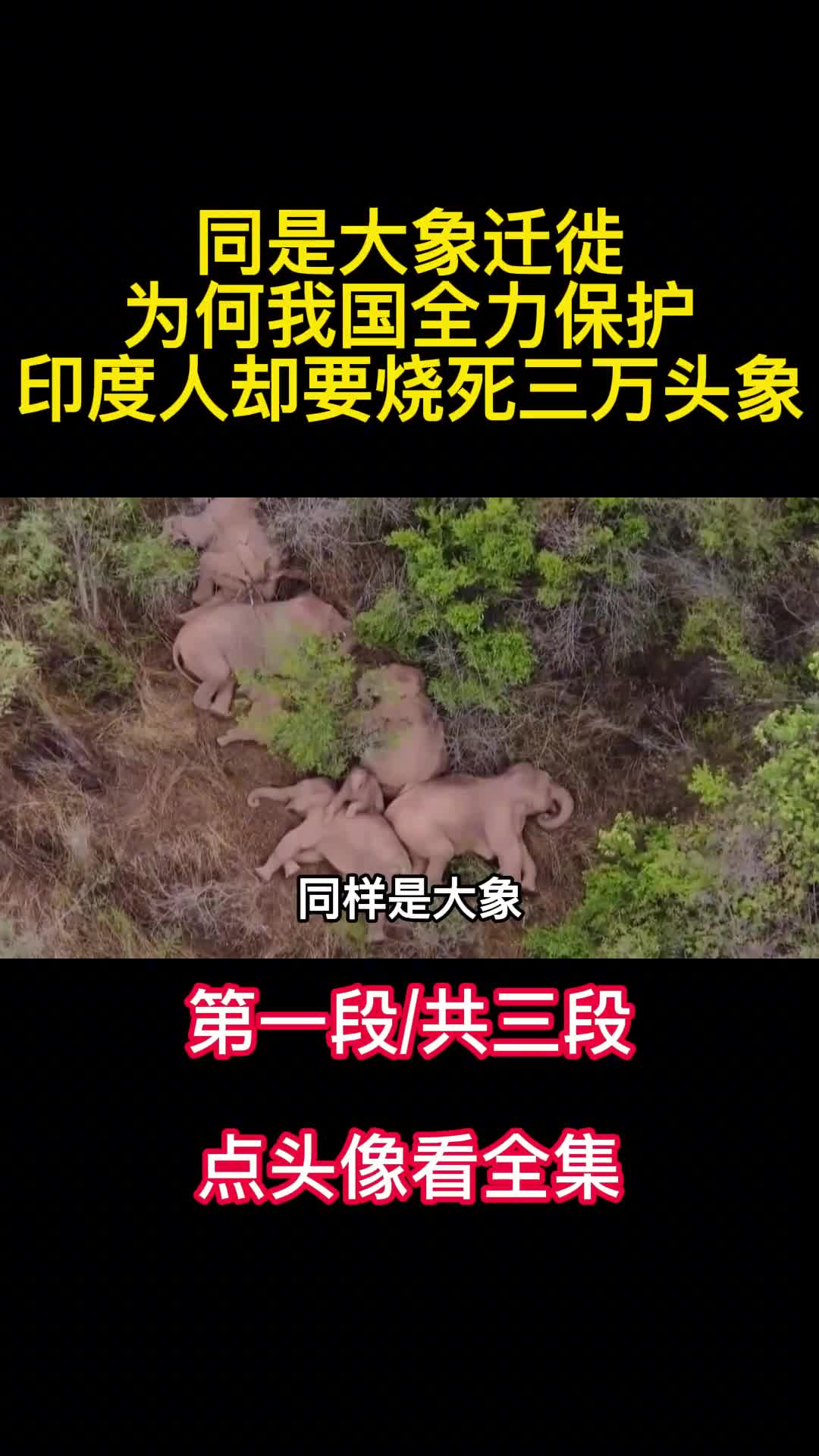 同是大象迁徙为何我国全力保护印度人却要烧死三万头象1