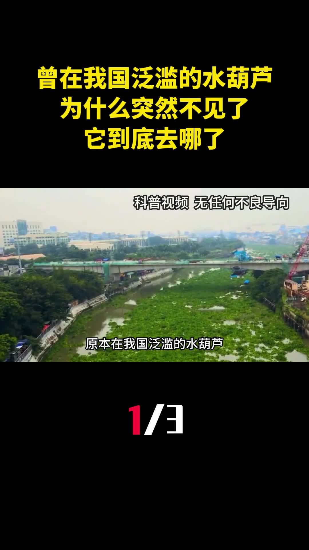 原本在我国泛滥的水葫芦为什么突然不见了它到底去哪了1