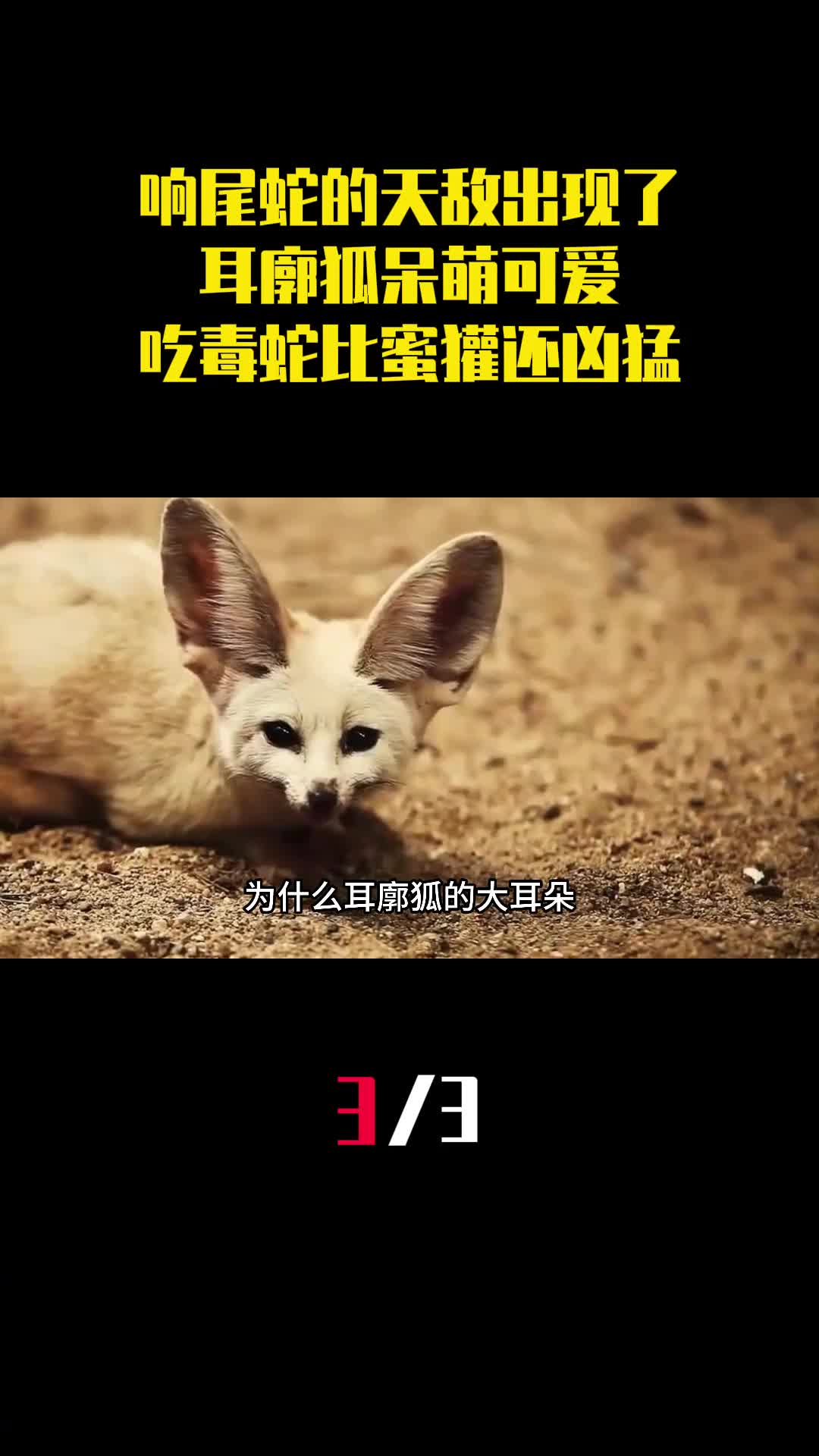 响尾蛇的天敌出现了耳廓狐呆萌可爱吃毒蛇比蜜獾还凶猛3