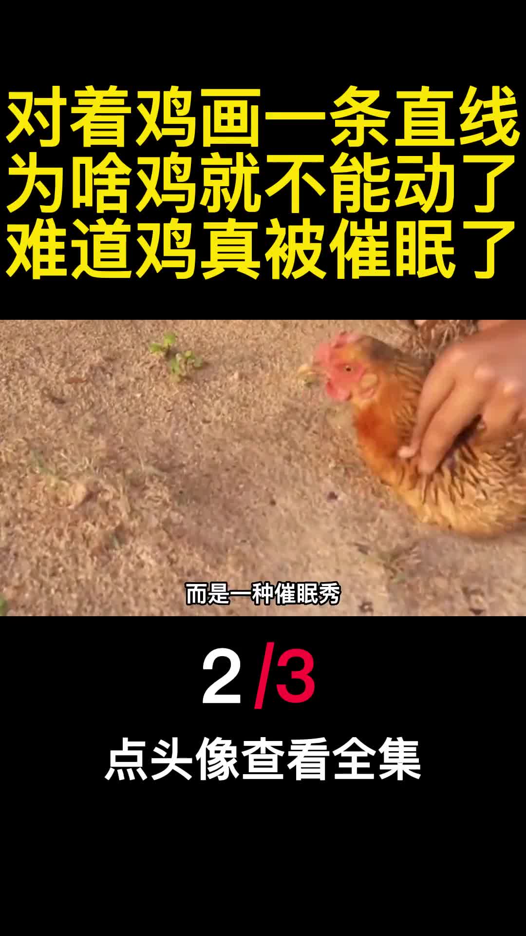 对着鸡画一条直线为啥鸡就不能动了难道鸡真被催眠了2