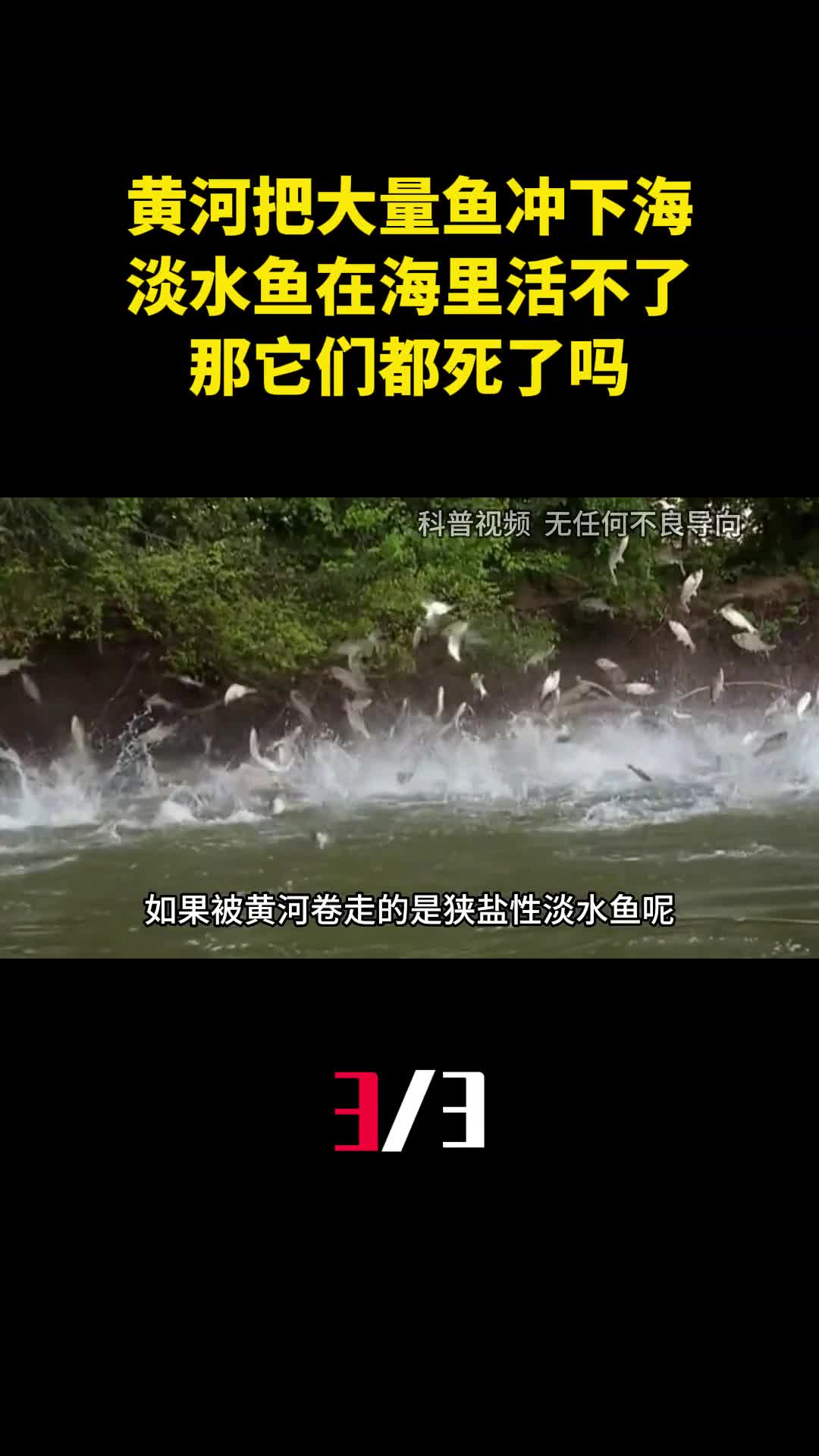 黄河每天把大量鱼冲下海淡水鱼在海里活不了那它们都死了吗3