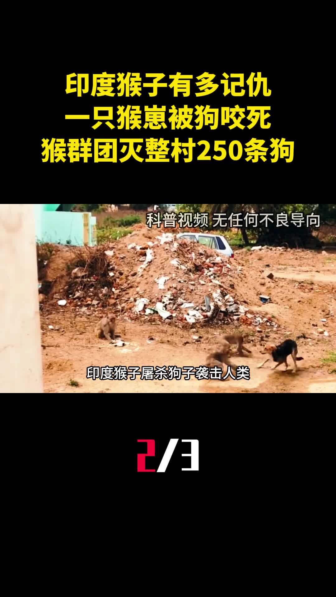 印度猴子有多记仇一只猴崽被狗咬死猴群团灭整村250条狗2