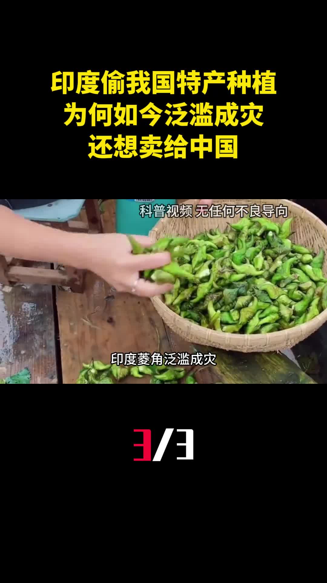 印度偷我国特产种植为何如今泛滥成灾还想卖给中国3