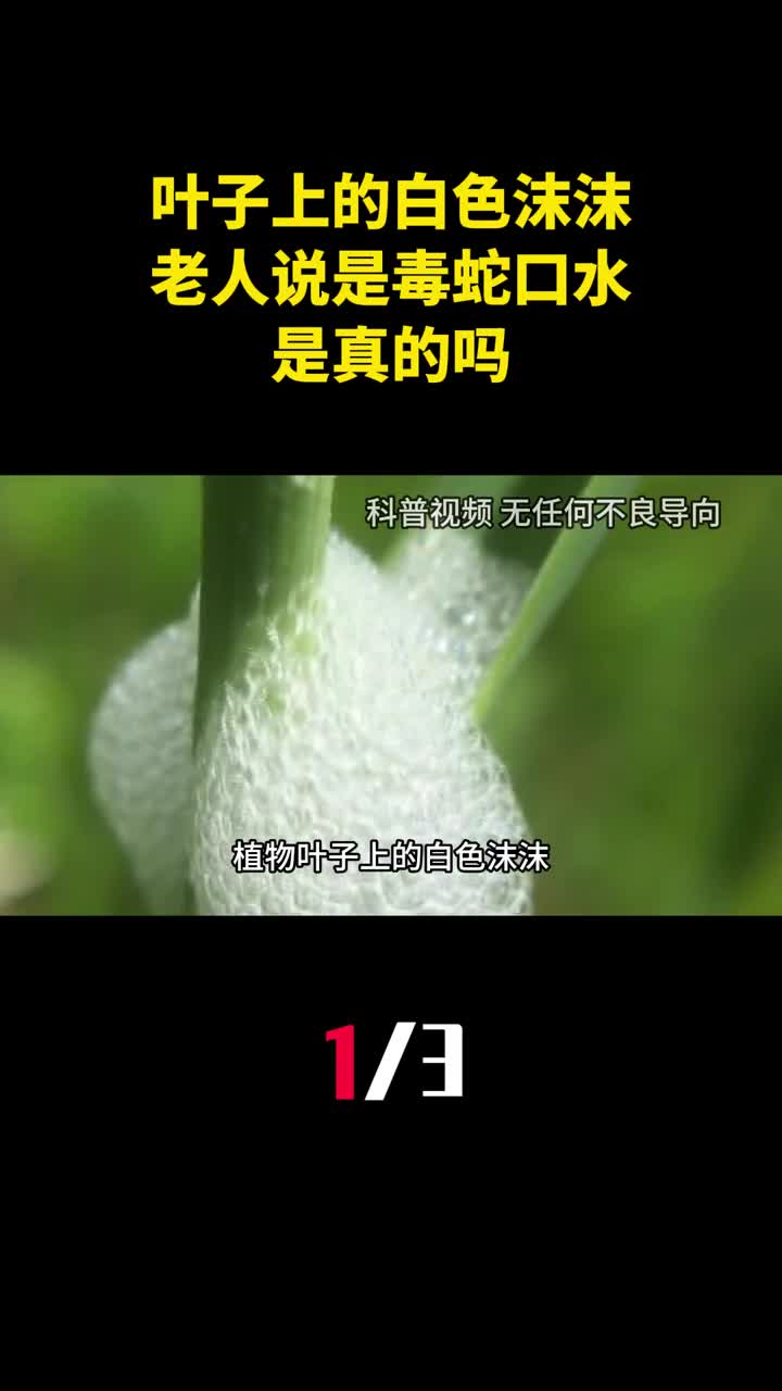 植物叶子上的白色沫沫老人说是毒蛇口水是真的吗1