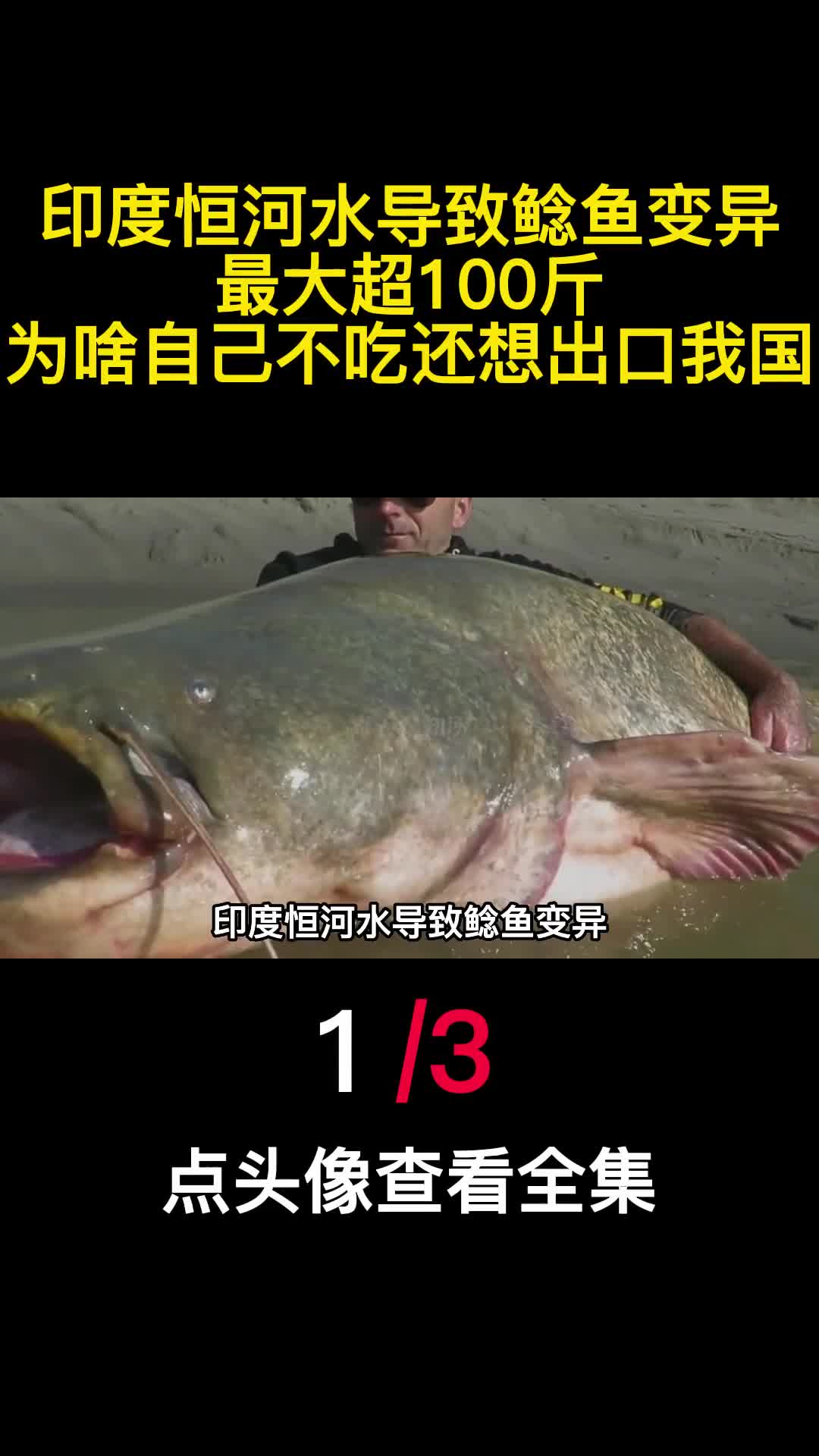 印度恒河水导致鲶鱼变异最大超100斤为啥自己不吃还出口我国1