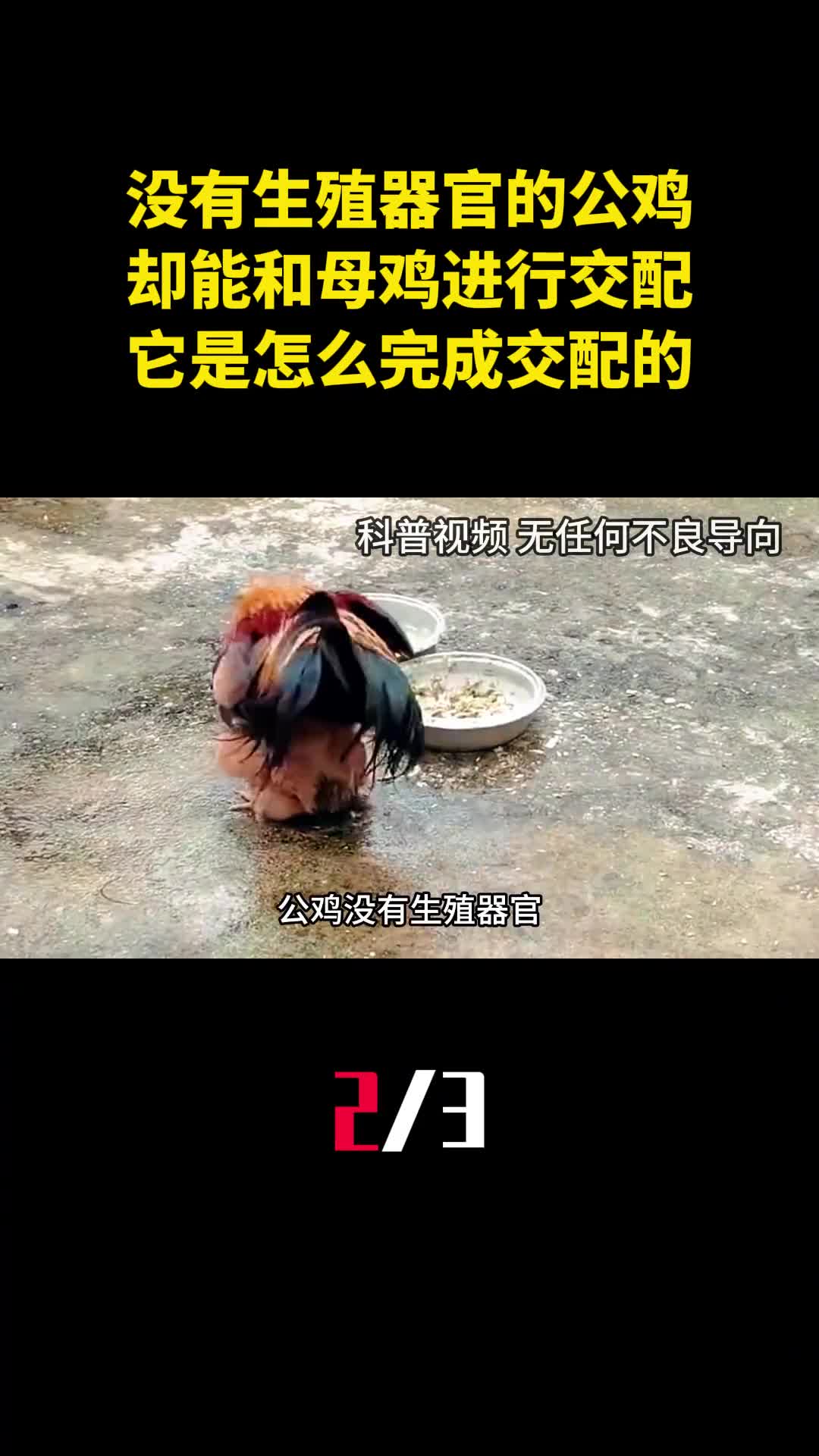 没有生殖器官的公鸡却能和母鸡进行交配它是怎么完成交配的2