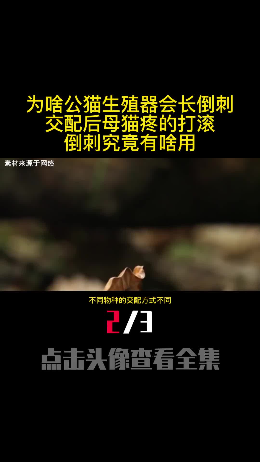 为啥公猫生殖器会长倒刺交配后母猫疼的打滚倒刺究竟有啥用2