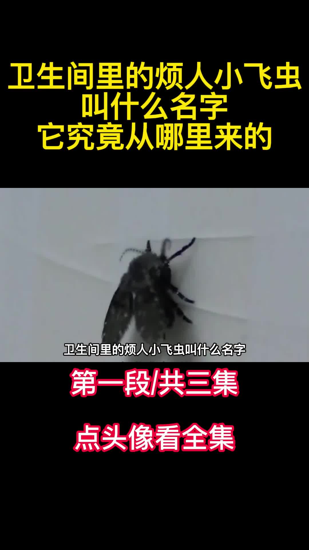 卫生间里的烦人小飞虫叫什么名字它究竟从哪里来的1