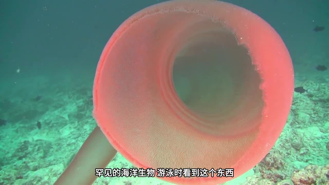 罕见的海生物最长能达30米