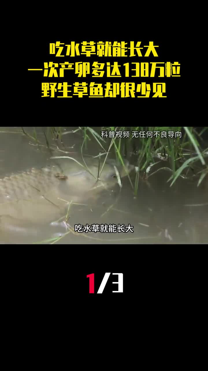 吃水草就能长大一次产卵多达138万粒为何野生草鱼却很少见1