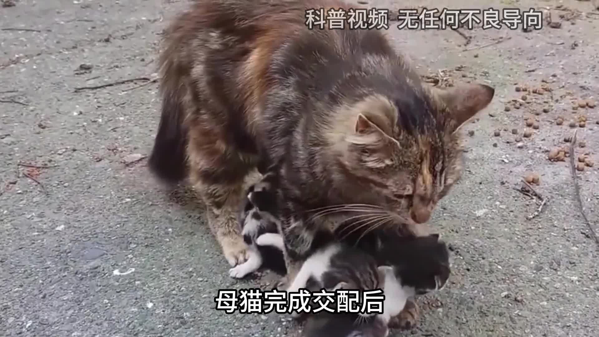 母猫交配后为何满地打滚甚至转头攻击公猫原因让人心疼2