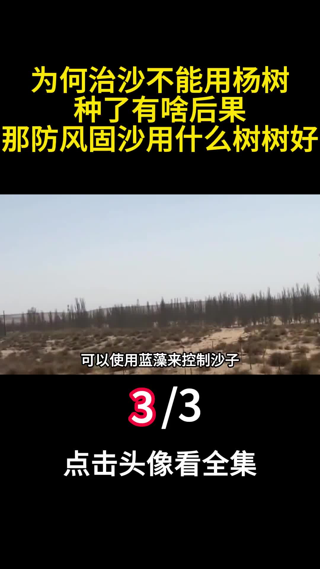 为何治沙不能用杨树种了有啥后果那防风固沙用什么树树好3