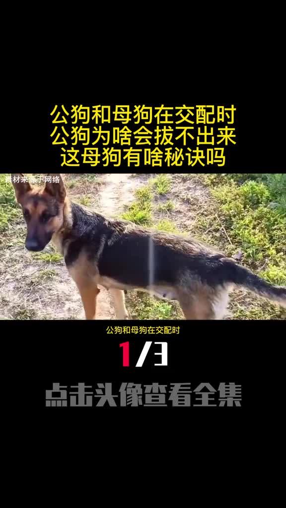 公狗和母狗在交配时公狗为啥会拔不出来这母狗有啥秘诀吗1