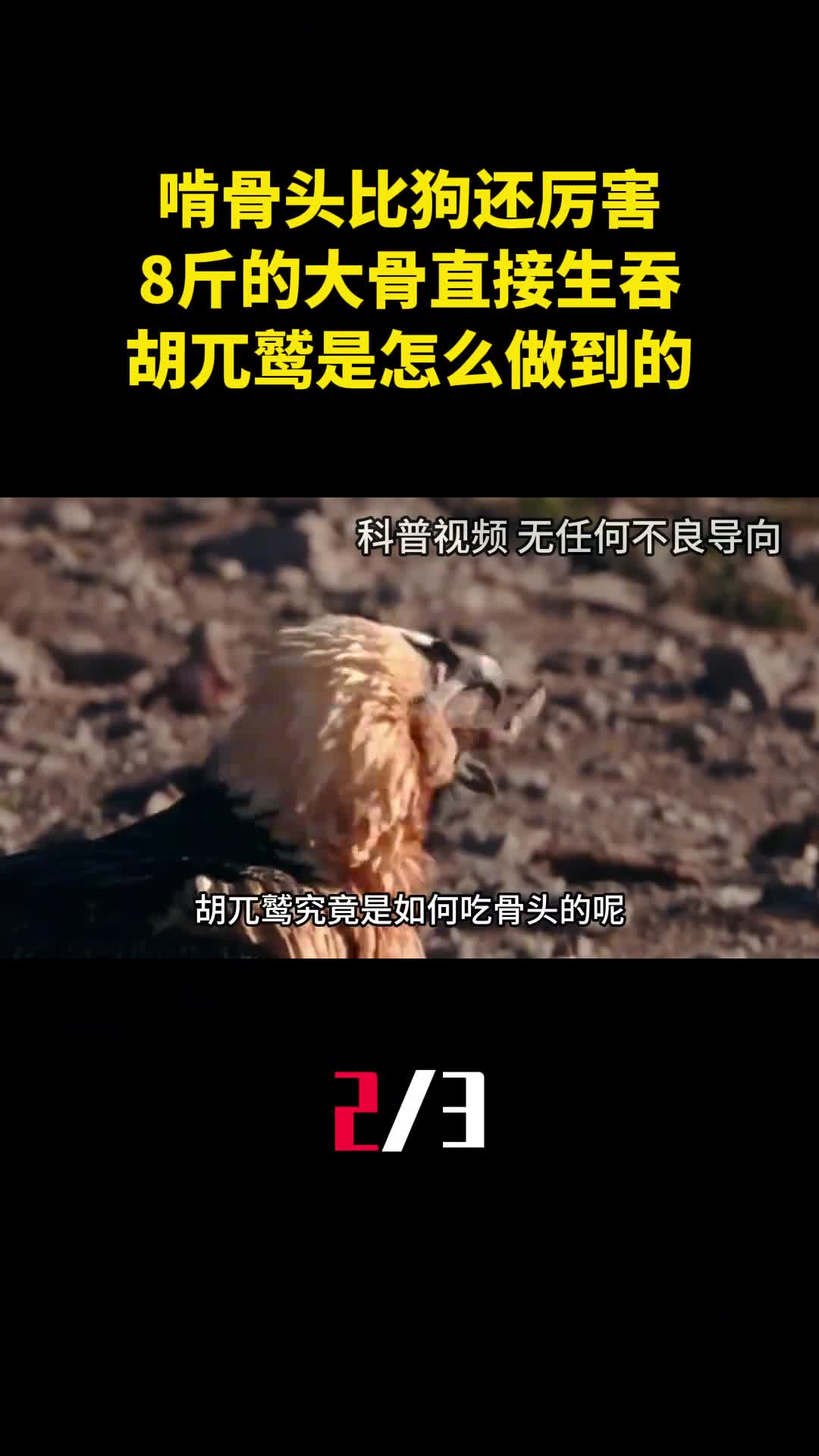 啃骨头比狗还厉害8斤的大骨直接生吞胡兀鹫是怎么做到的2