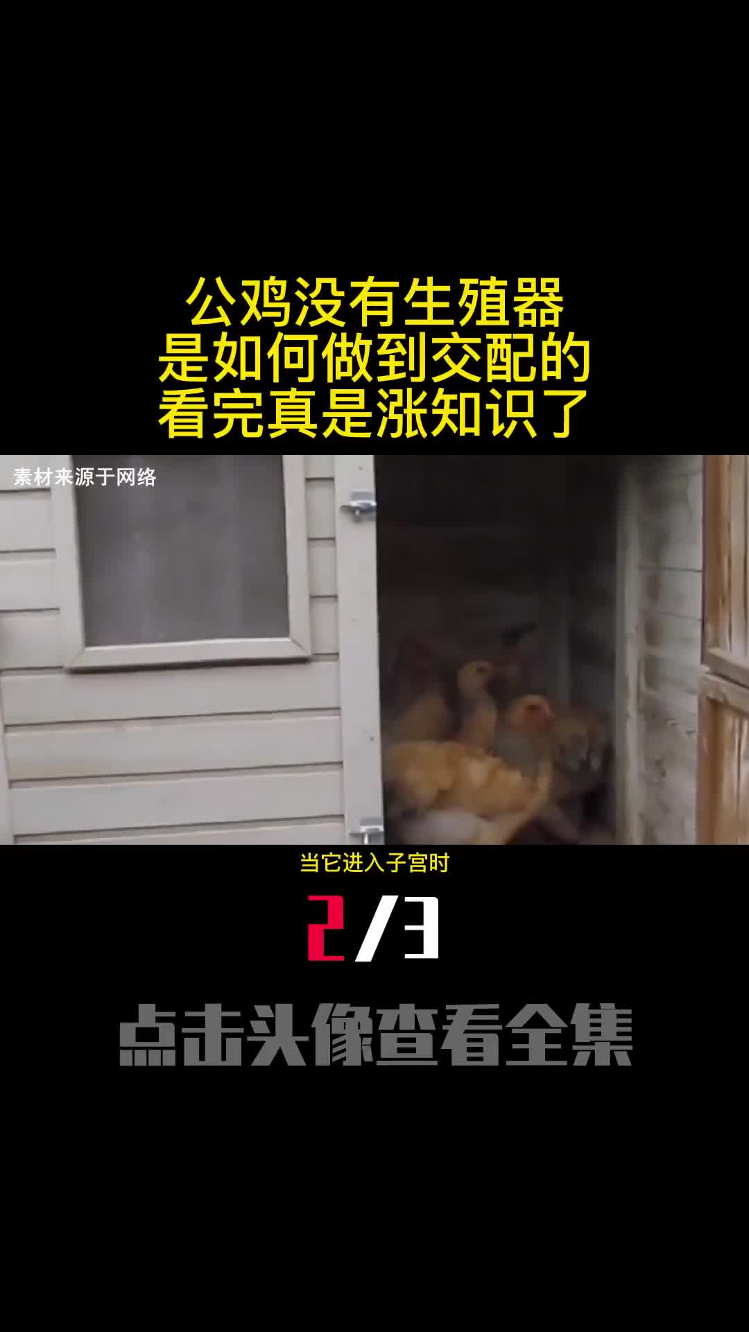 公鸡没有生殖器是如何做到交配的看完真是涨知识了2