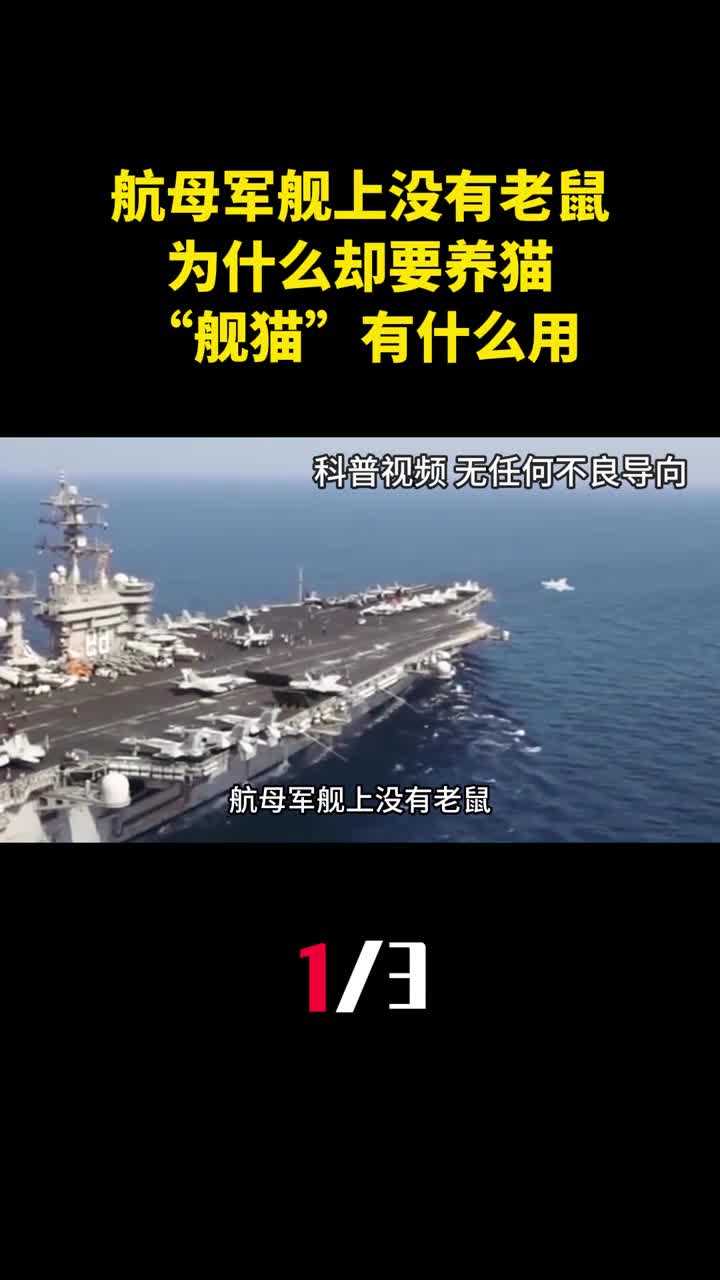 航母军舰上没有老鼠为什么却要养猫舰猫有什么用1