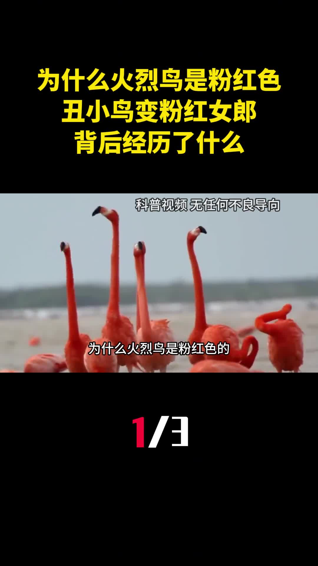 为什么火烈鸟是粉红色的丑小鸟变粉红女郎背后经历了什么1