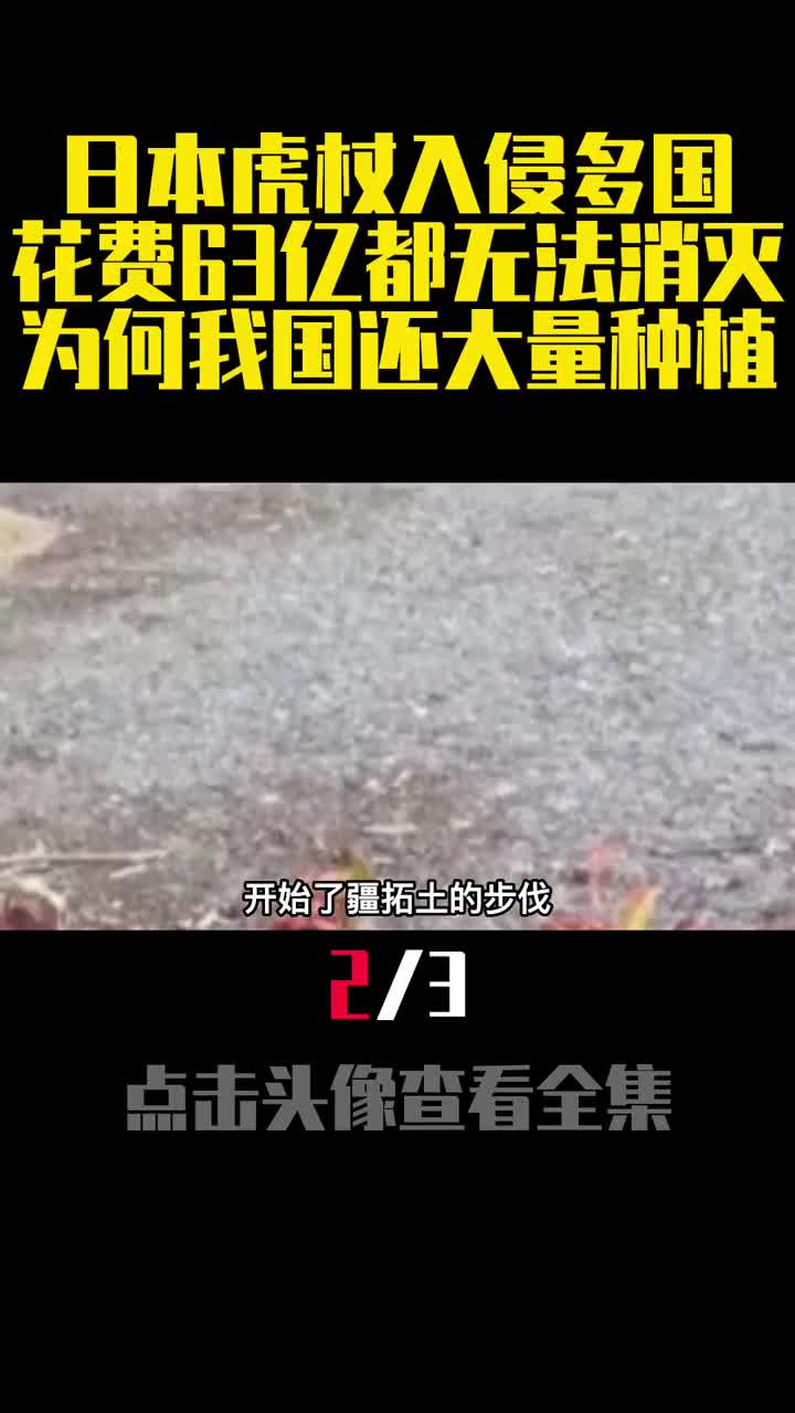 日本虎杖入侵多国花费63亿都无法消灭为何我国还大量种植2