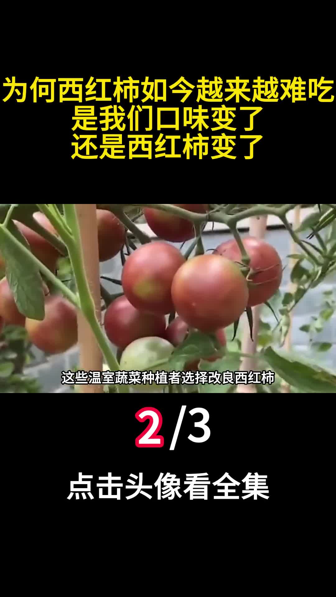 为何西红柿如今越来越难吃是我们口味变了还是西红柿变了2