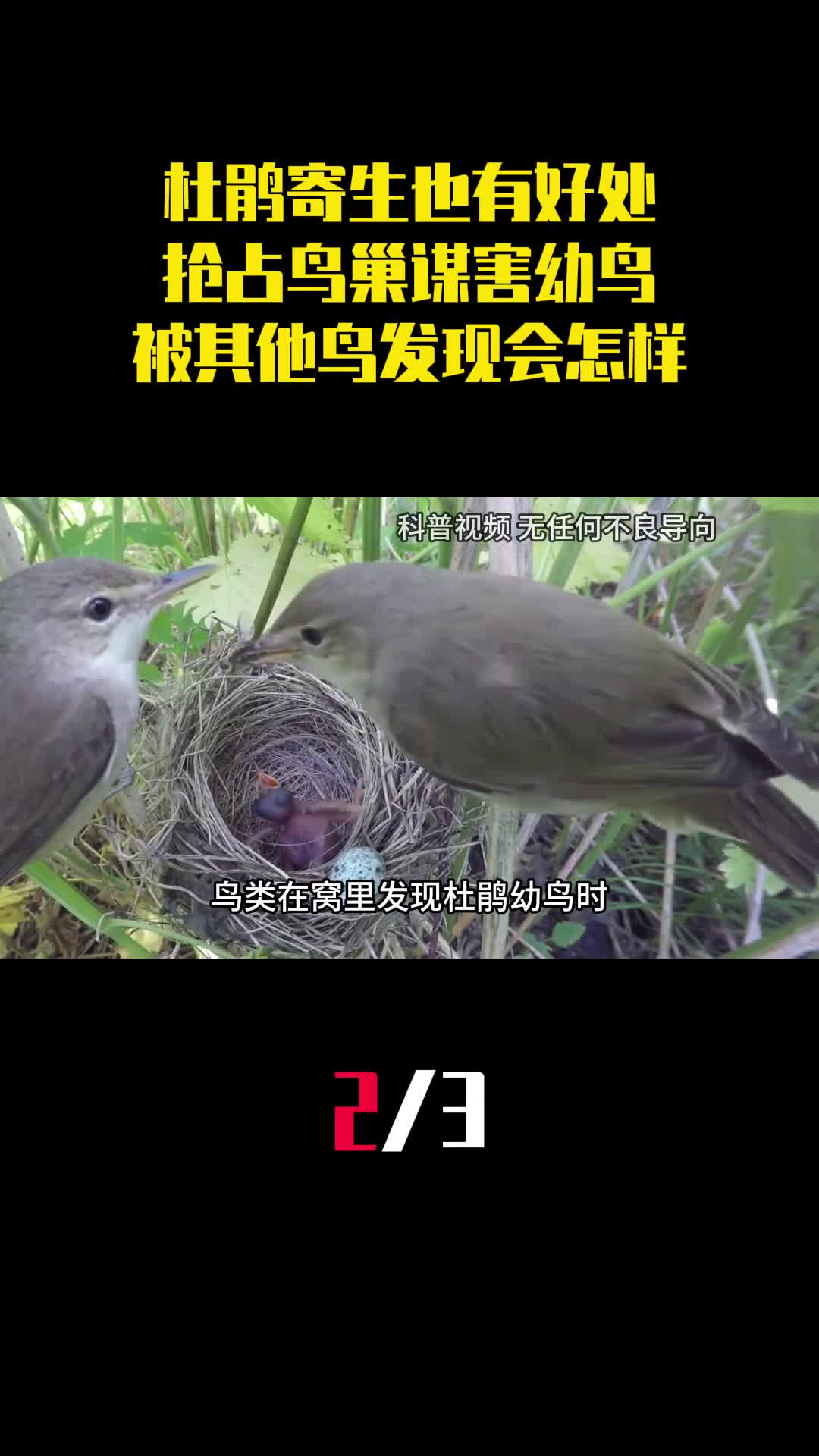 杜鹃寄生也有好处抢占鸟巢谋害幼鸟被其他鸟类发现会怎样2
