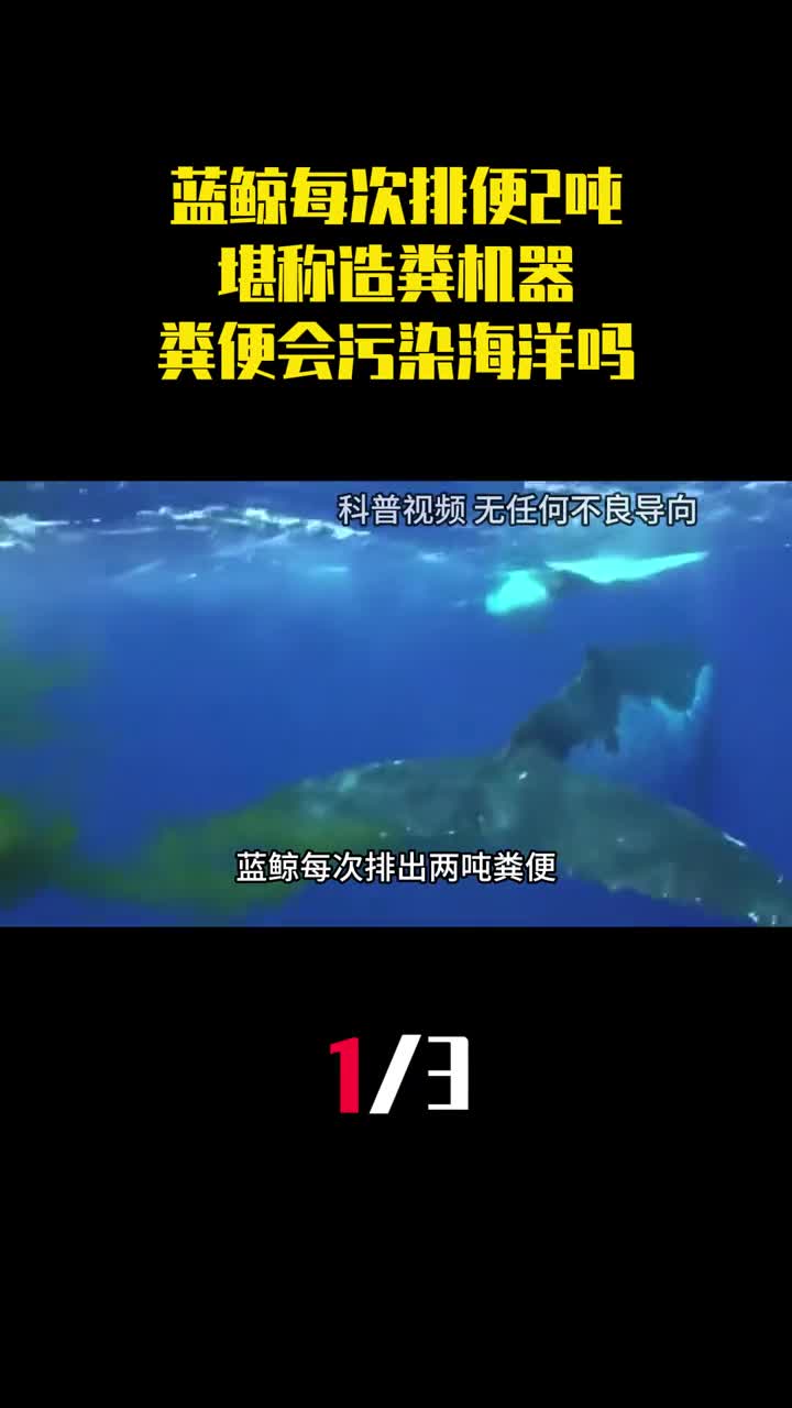 蓝鲸每次排出2吨粪便堪称造粪机器它的粪便会污染海洋吗1