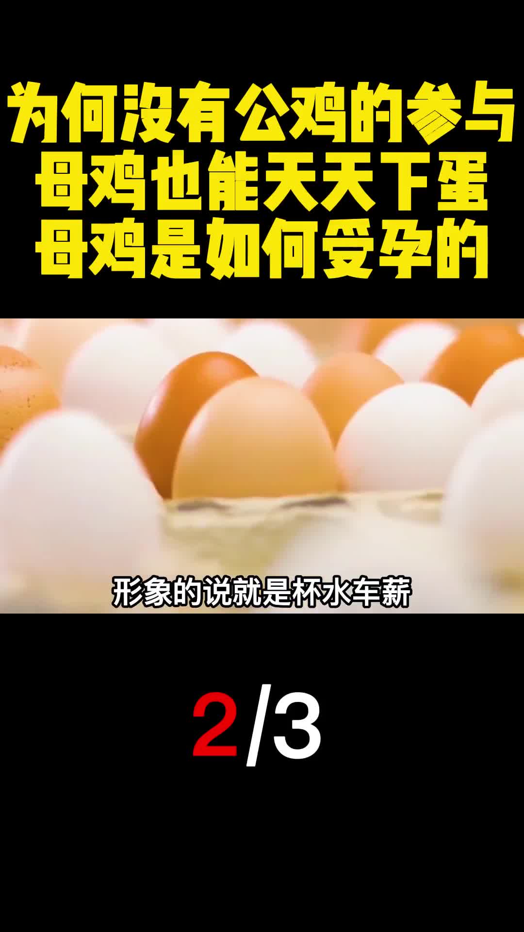 为何没有公鸡的参与母鸡也能天天下蛋母鸡是如何受孕的2