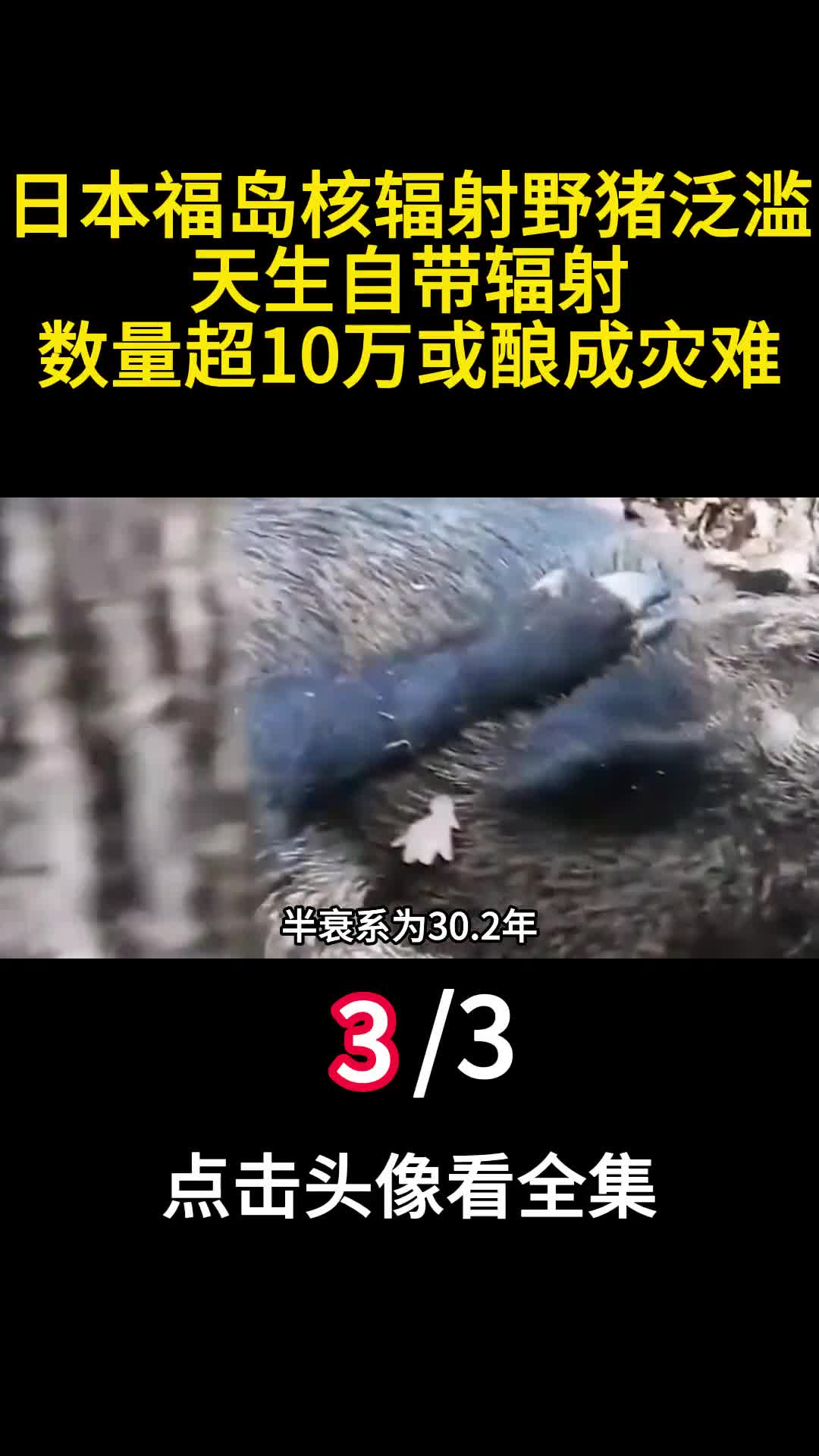 日本福岛核辐射野猪泛滥天生自带辐射数量超10万或酿成灾难三