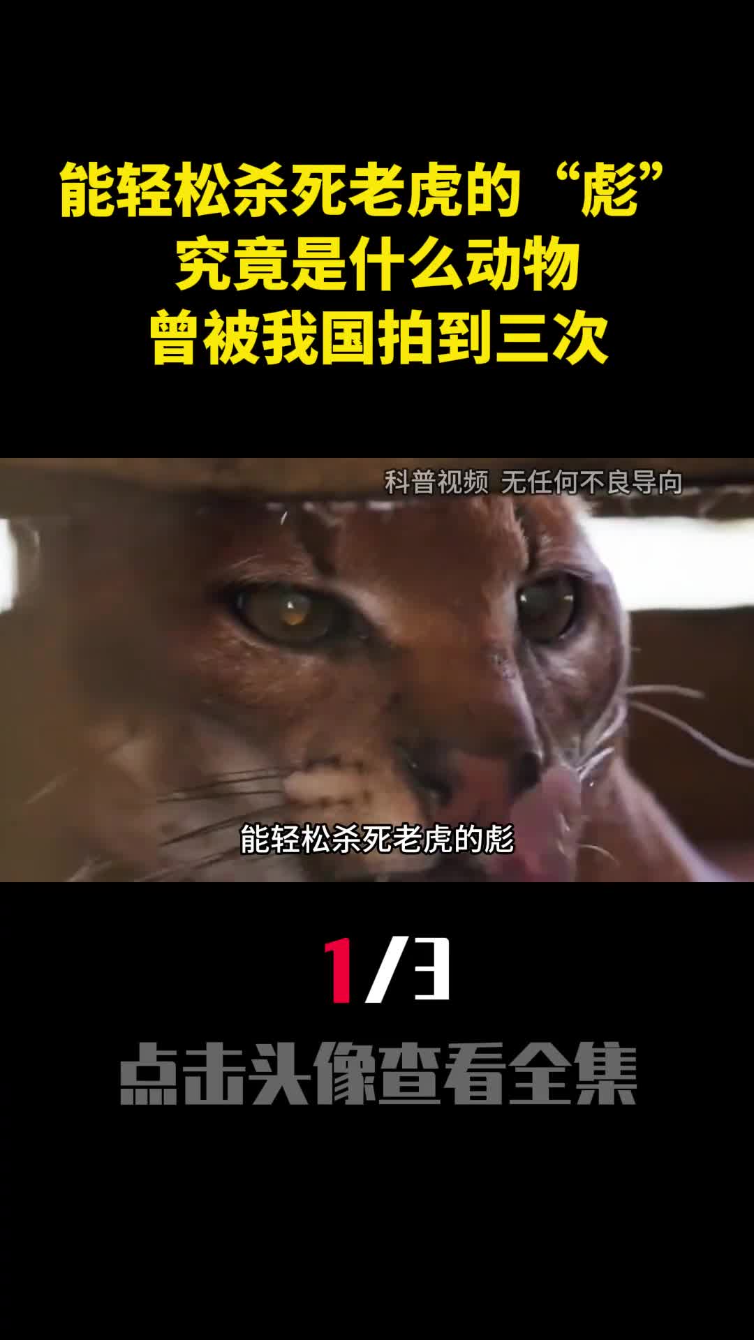 能轻松杀死老虎的彪究竟是什么动物曾被我国拍到三次1