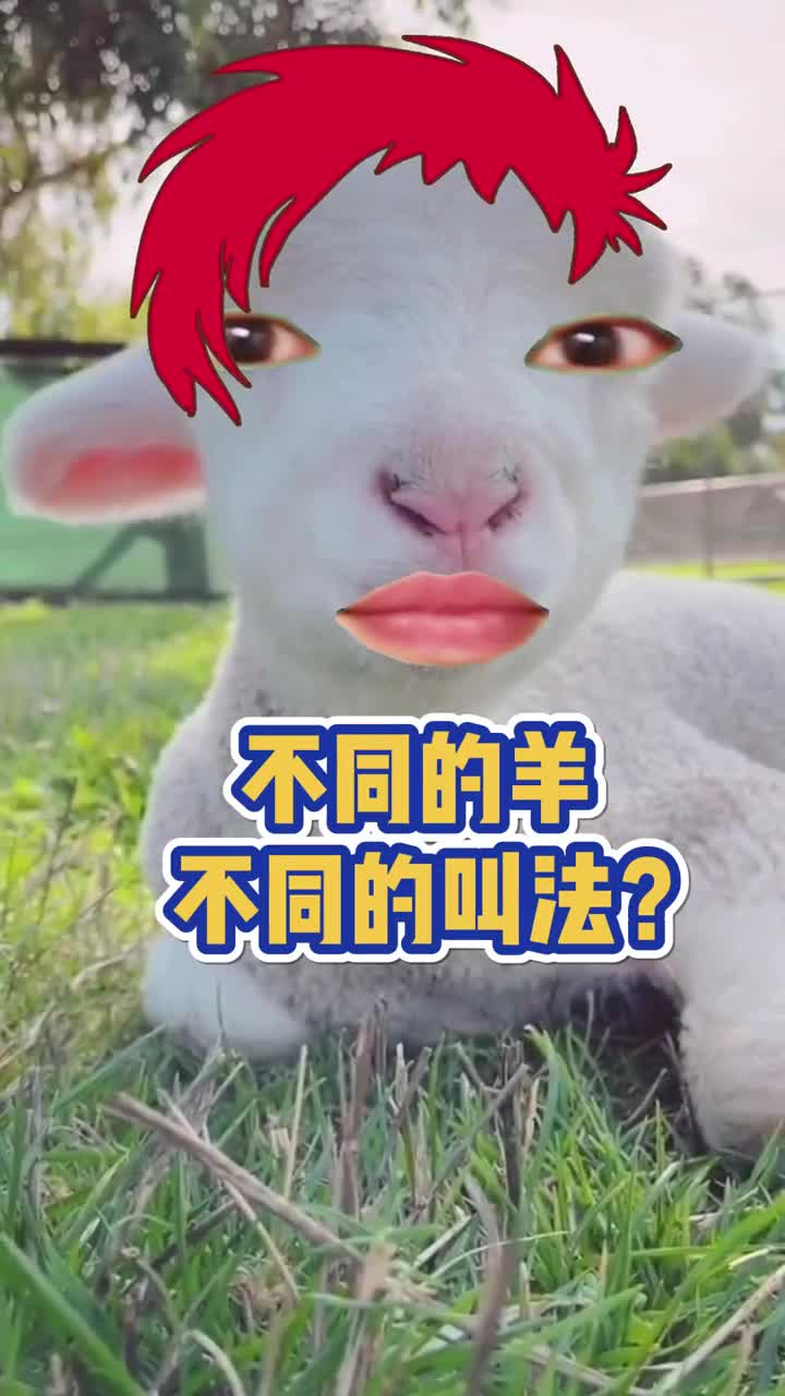 羊的不同叫法